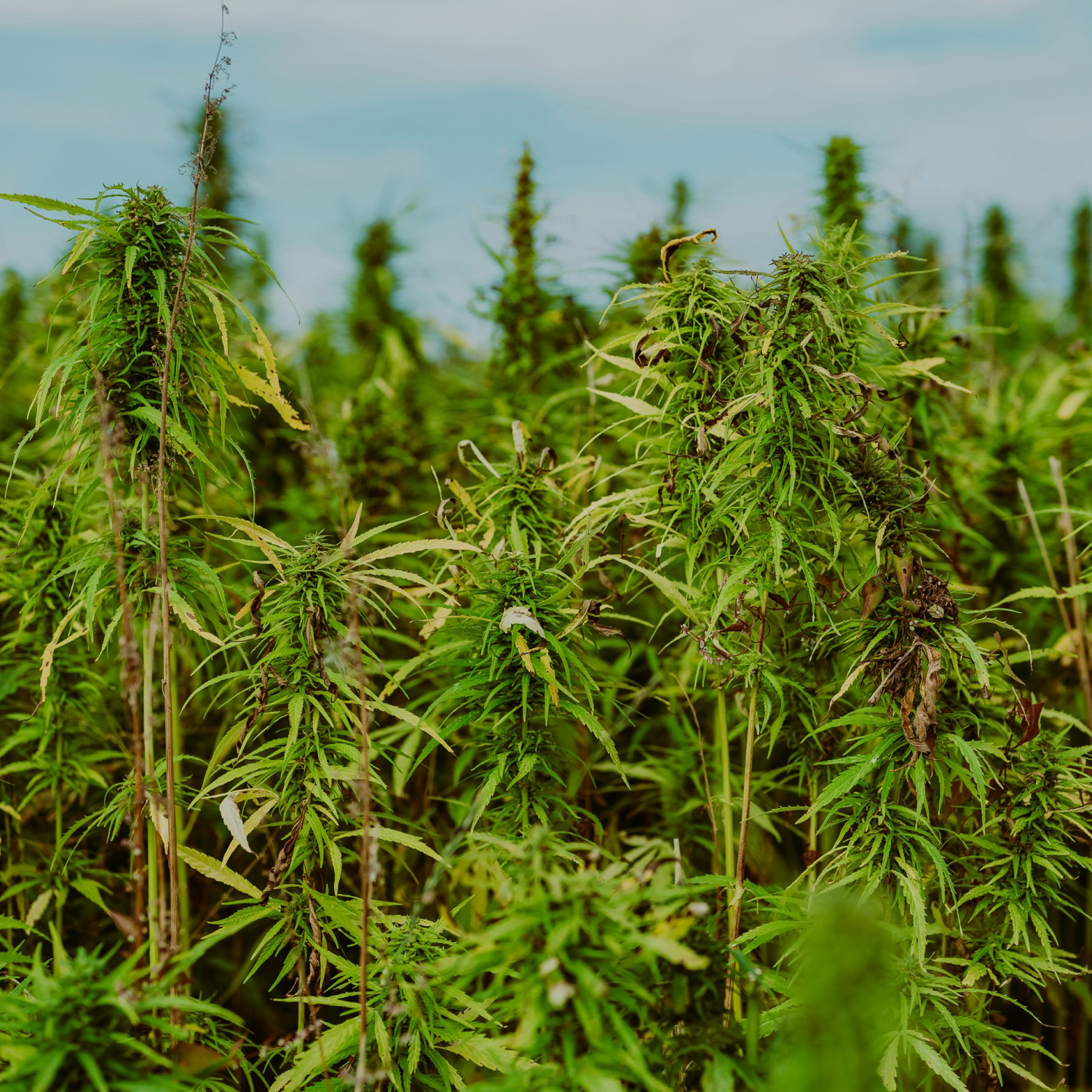 A Growing Field: Hemp Carbon Credits