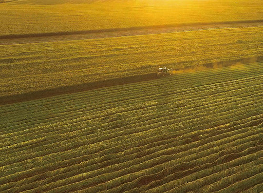 hemp growing a field