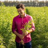 Man in a purple hemp fabric shirt holding a hemp plant in a field